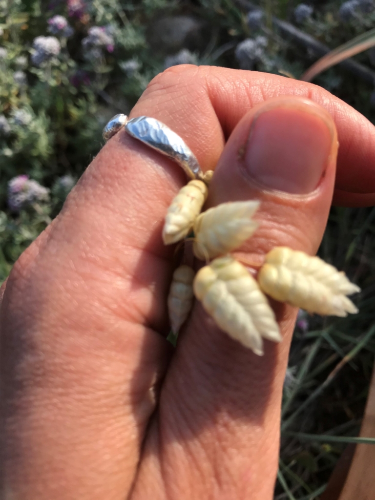 proyecto garden coach