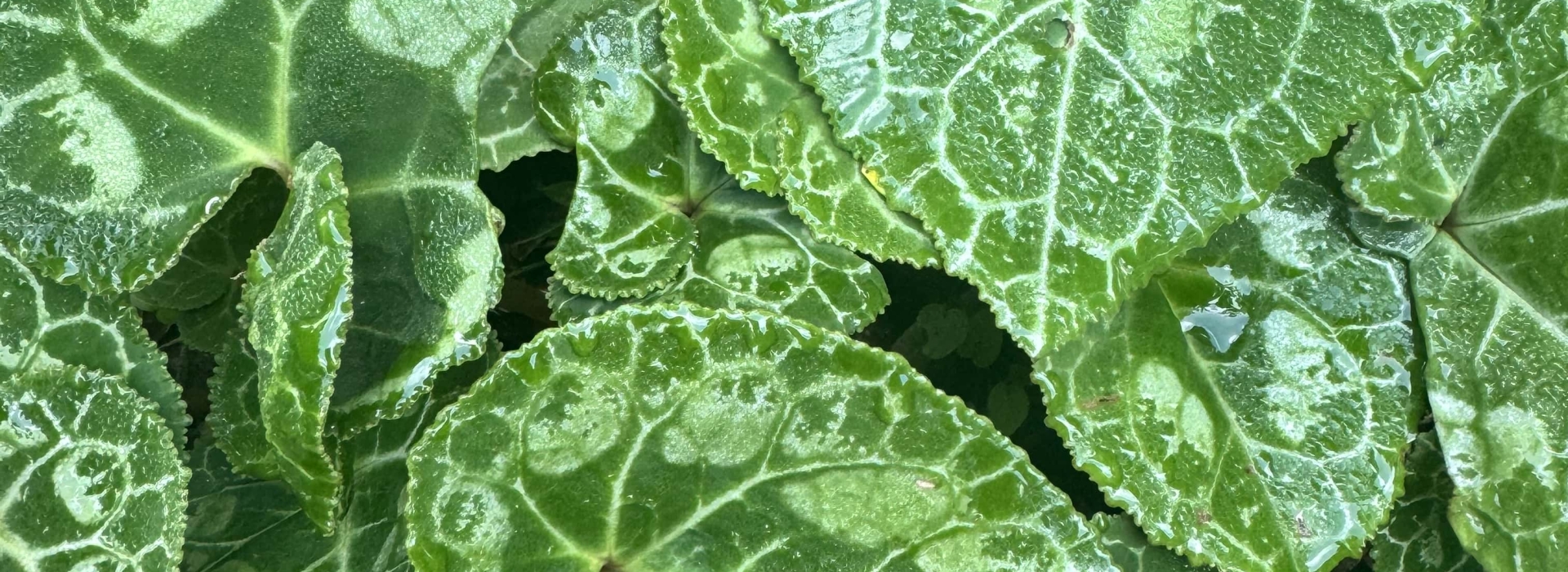 ciclamenes carrousel