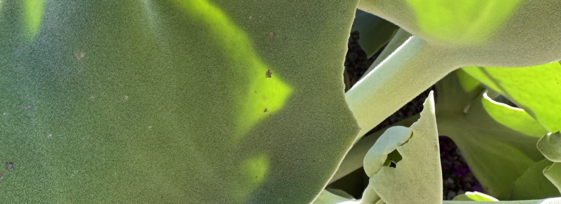 kalanchoes carrousel